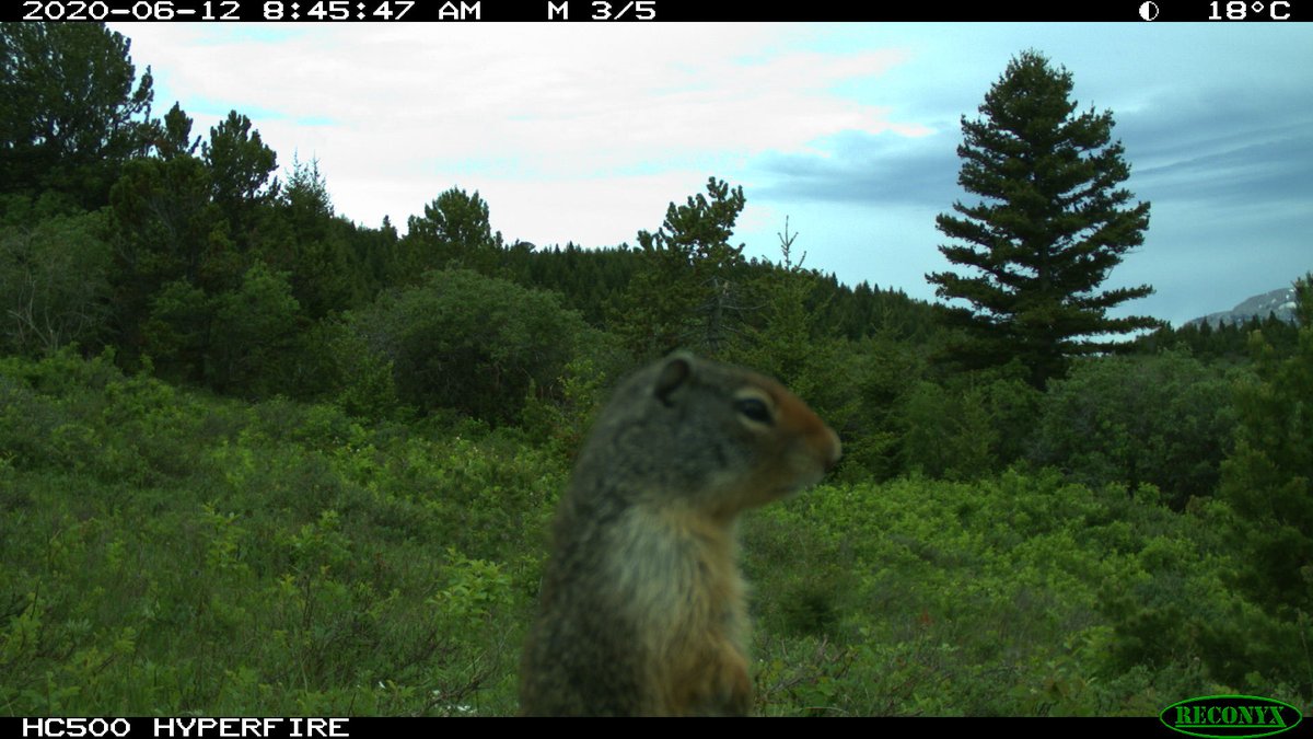 trailcam tweet media