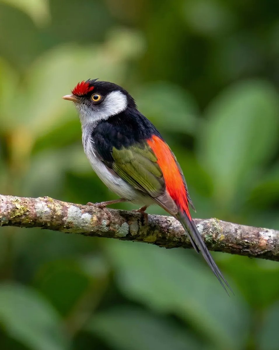 birdsflutter's tweet photo. ♦️ Ilicura militaris ♦️ Commonly known as the Military Manakin, it is one of the jewels of South American birdlife. Its beauty lies in its marked sexual dimorphism. While the females are a discreet olive green, the male is a visual spectacle. It displays brilliant white plumage.. https://t.co/djSGtnkEKv