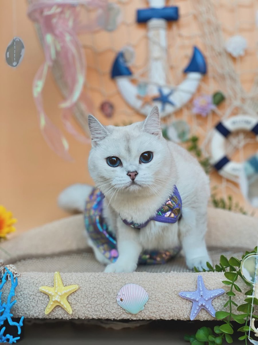 S Family Story ✿ (Slow) tweet media