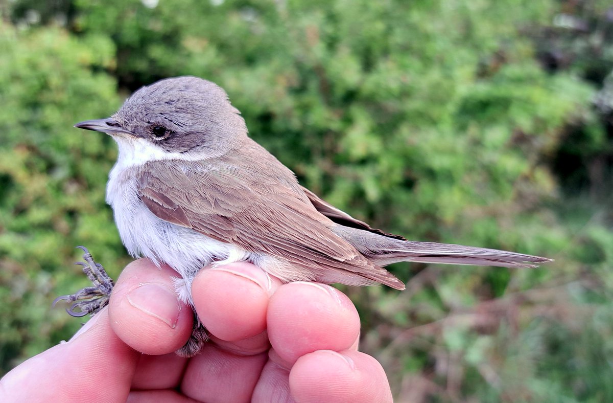 GrahamDeacon12's tweet image. Salisbury Plain CES1 today. Not exactly busy with 58 birds processed but 3 Lesser Whitethroat plus single Sedge &amp;amp; 9 Garden Warbler's made up for it. 1st 3J of the year &amp;amp; Whitethroat's everywhere #birdringing #migration