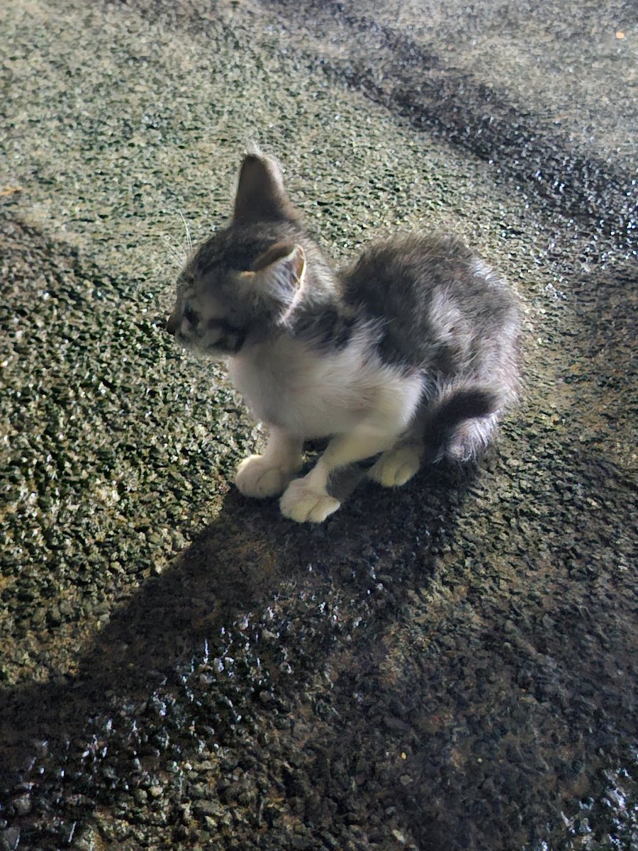 Bhalu VodCaT🍸😾 tweet media