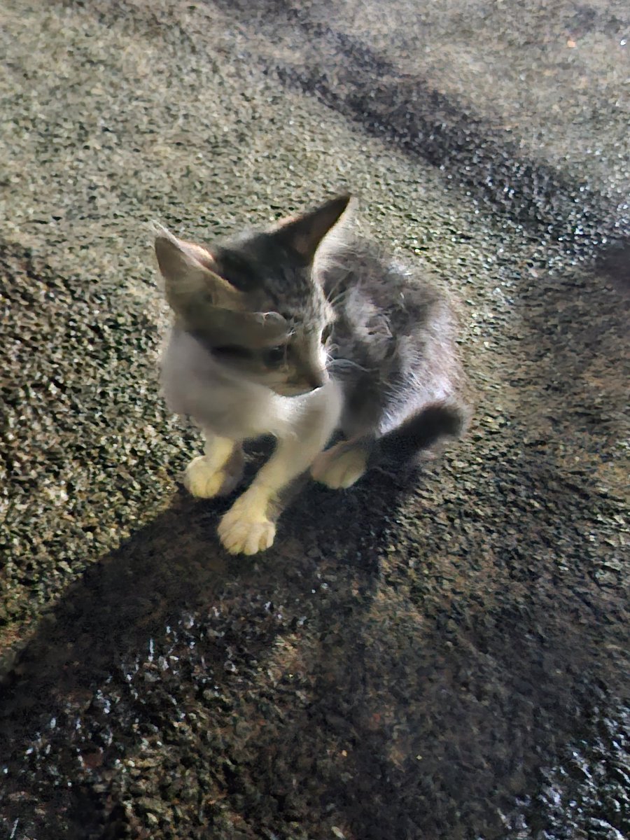 Bhalu VodCaT🍸😾 tweet media