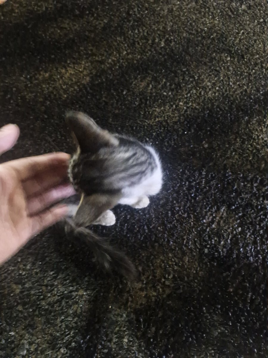 Bhalu VodCaT🍸😾 tweet media