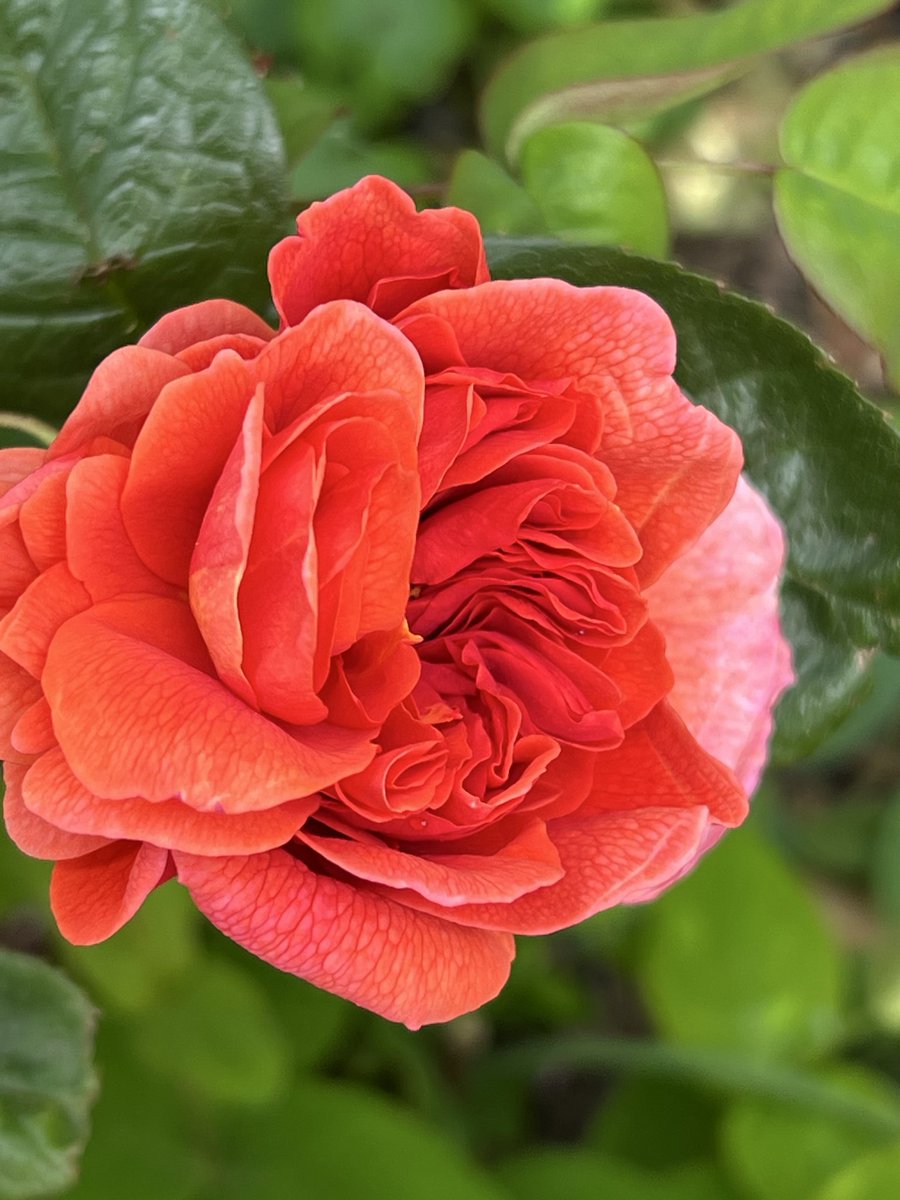 Somewhe07814641's tweet image. ‘Summer Song’ heralding the start of the #Roses26 season 🔔🎉 🎉 

#Gardening #Roses #RoseADay