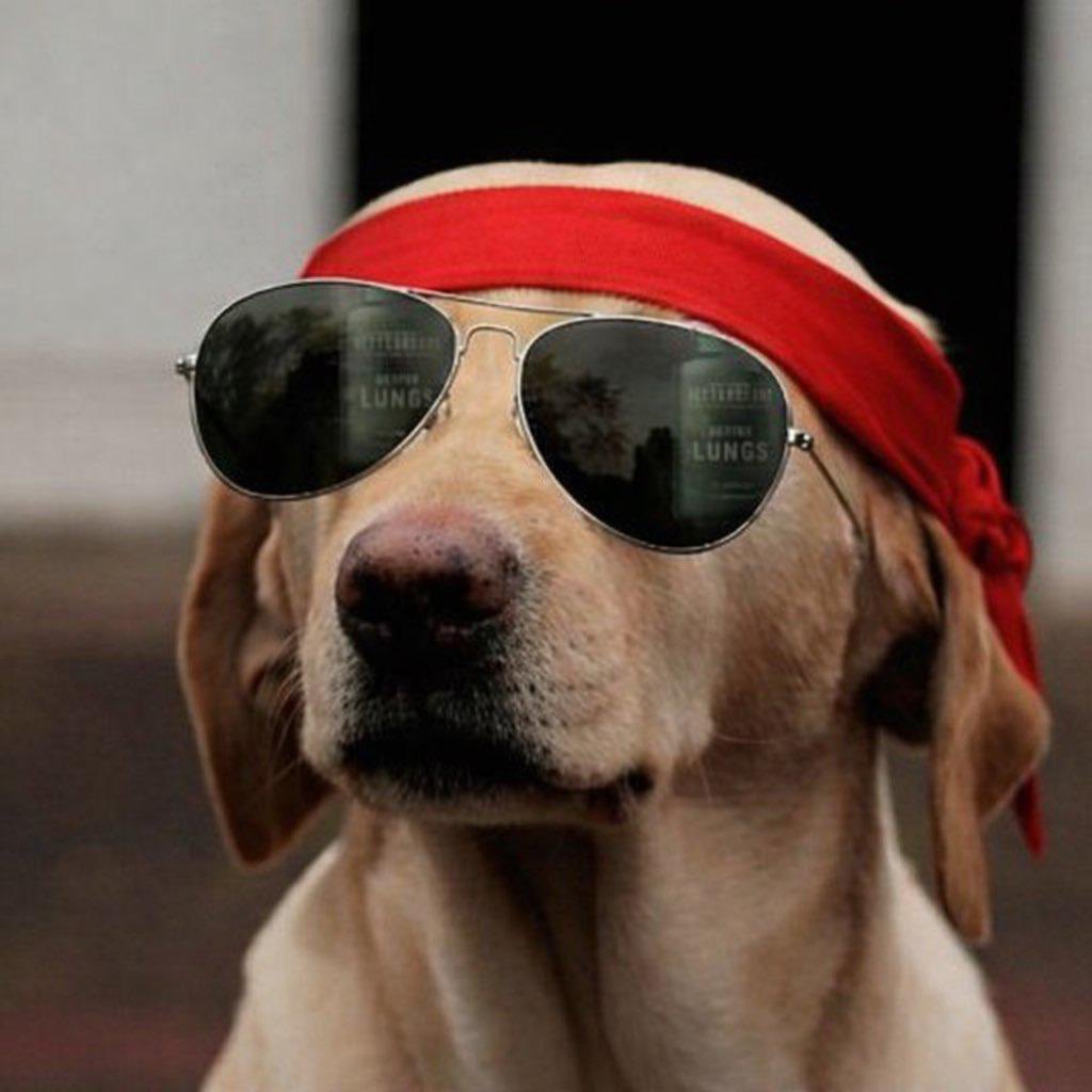 CLONE $DOG ARC tweet media