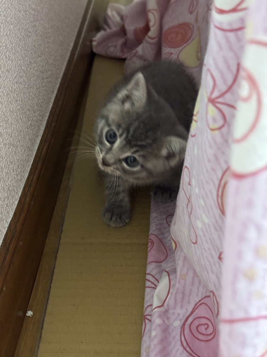 マサミ tweet media