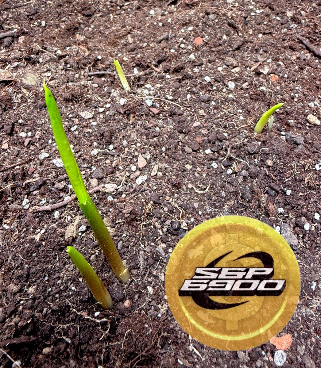 don_ninguno's tweet image. #SPX6900 #SPX

More Aeons of non-human nature: lilies or future lilies 💎💹🧲