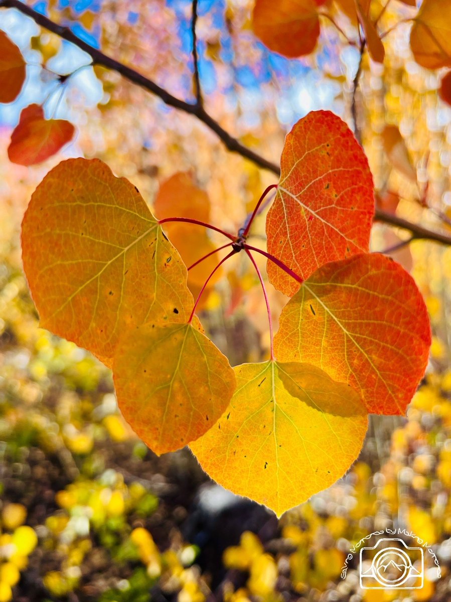 erinmdorffette's tweet image. The unsung hero of #nature that brings simple beauty to the world and #fallcolors. #tree #trees #leaves #aspens #fall #getoutside  #wallart #buyintoart #photography #fineart

faa.savingmemoriesbymakingmemories.com/collections/fo…