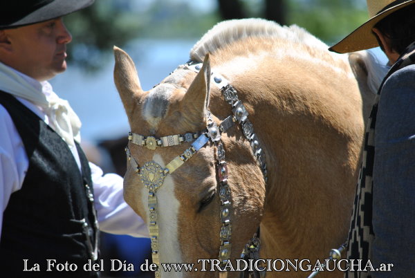 Tradición Gaucha tweet media