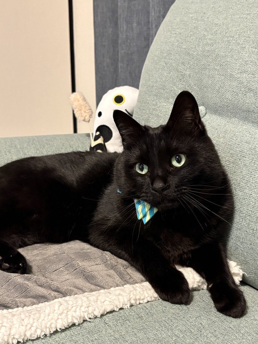 我が家の黒ねこ はちろーです。 世間はGWでございますね。 ワタクシは