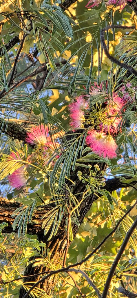 TeslaTakesOver's tweet image. Good Saturday morning!  
Texas Tropicale 🌺