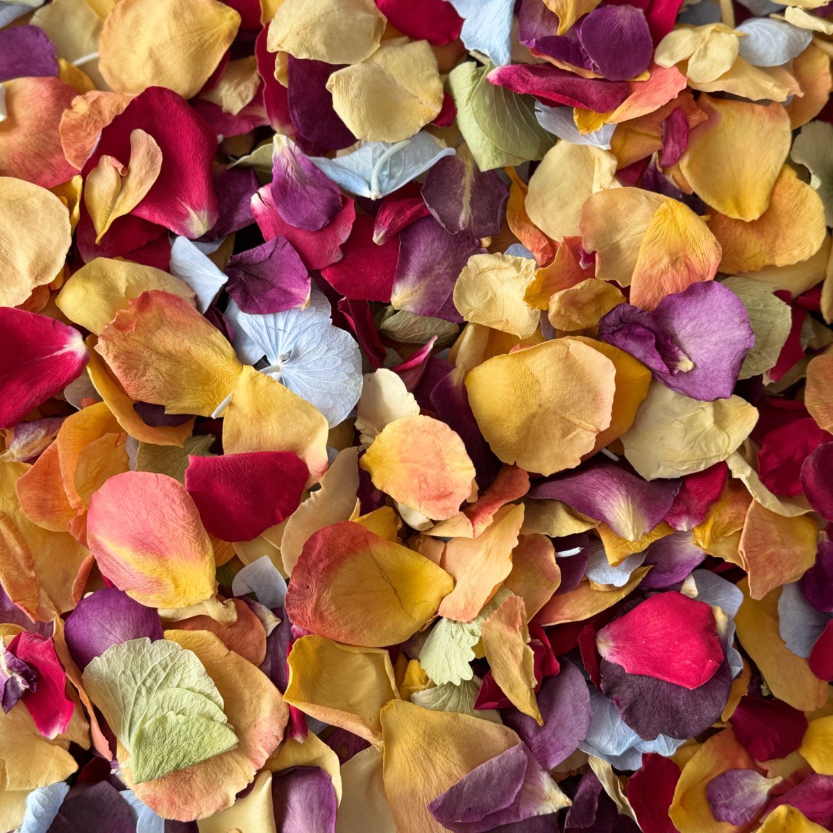 Prettypetals3's tweet image. Vibrant, biodegradable confetti = Rainbow Petal Mix 🌈 Freeze-dried rose + hydrangea petals for weddings, photos &amp;amp; decor.  #WeddingConfetti #EcoFriendly #PrettyPetals
