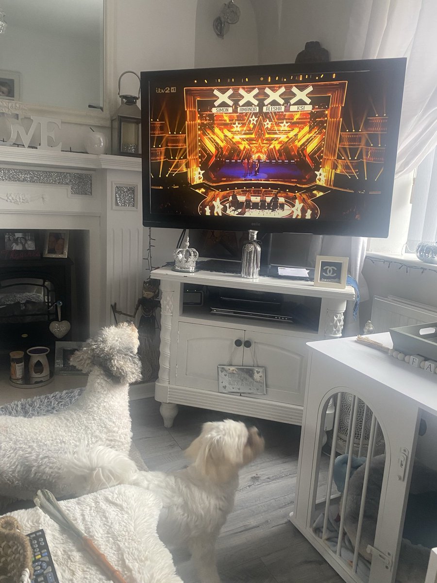 yanvey's tweet photo. Bentley and Teddy supporting salsa on @BGT @SimonCowell  @AleshaOfficial @AmandaHolden @KSI https://t.co/Lr2SAgQp0h