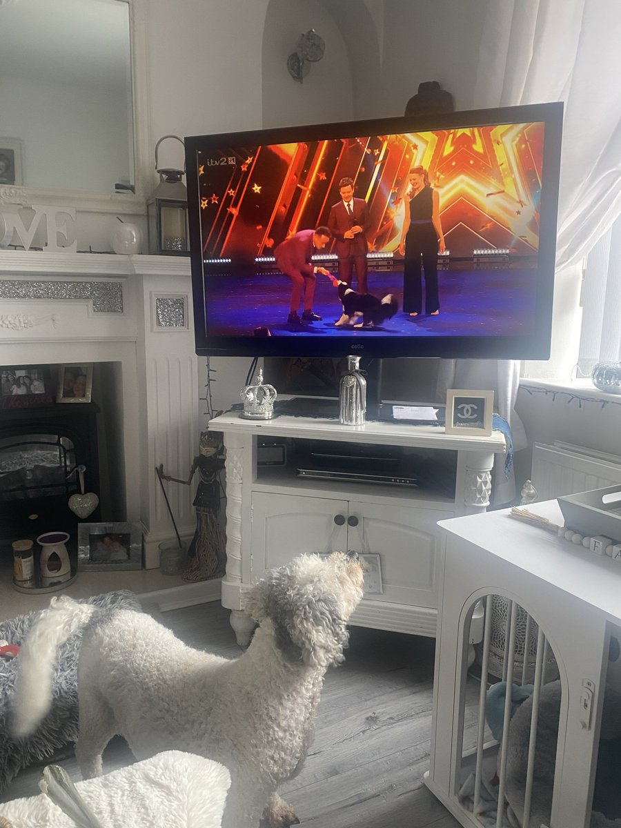 yanvey's tweet photo. Bentley and Teddy supporting salsa on @BGT @SimonCowell  @AleshaOfficial @AmandaHolden @KSI https://t.co/Lr2SAgQp0h