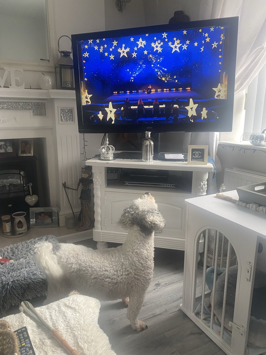 yanvey's tweet photo. Bentley and Teddy supporting salsa on @BGT @SimonCowell  @AleshaOfficial @AmandaHolden @KSI https://t.co/Lr2SAgQp0h