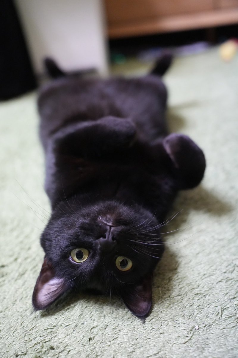 oreo_blackcat's tweet image. へそ天。ぬいぐるみのような可愛さ😍
#猫 #黒猫 #blackcat