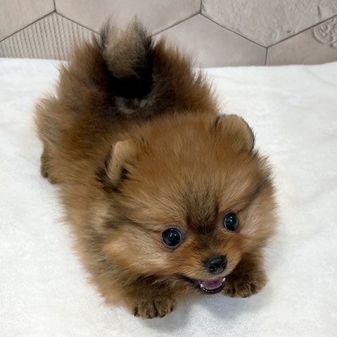 tanunpo's tweet image. ←2ヶ月ぽきち　３歳ぽきち→
#ポメラニアン #pomeranian