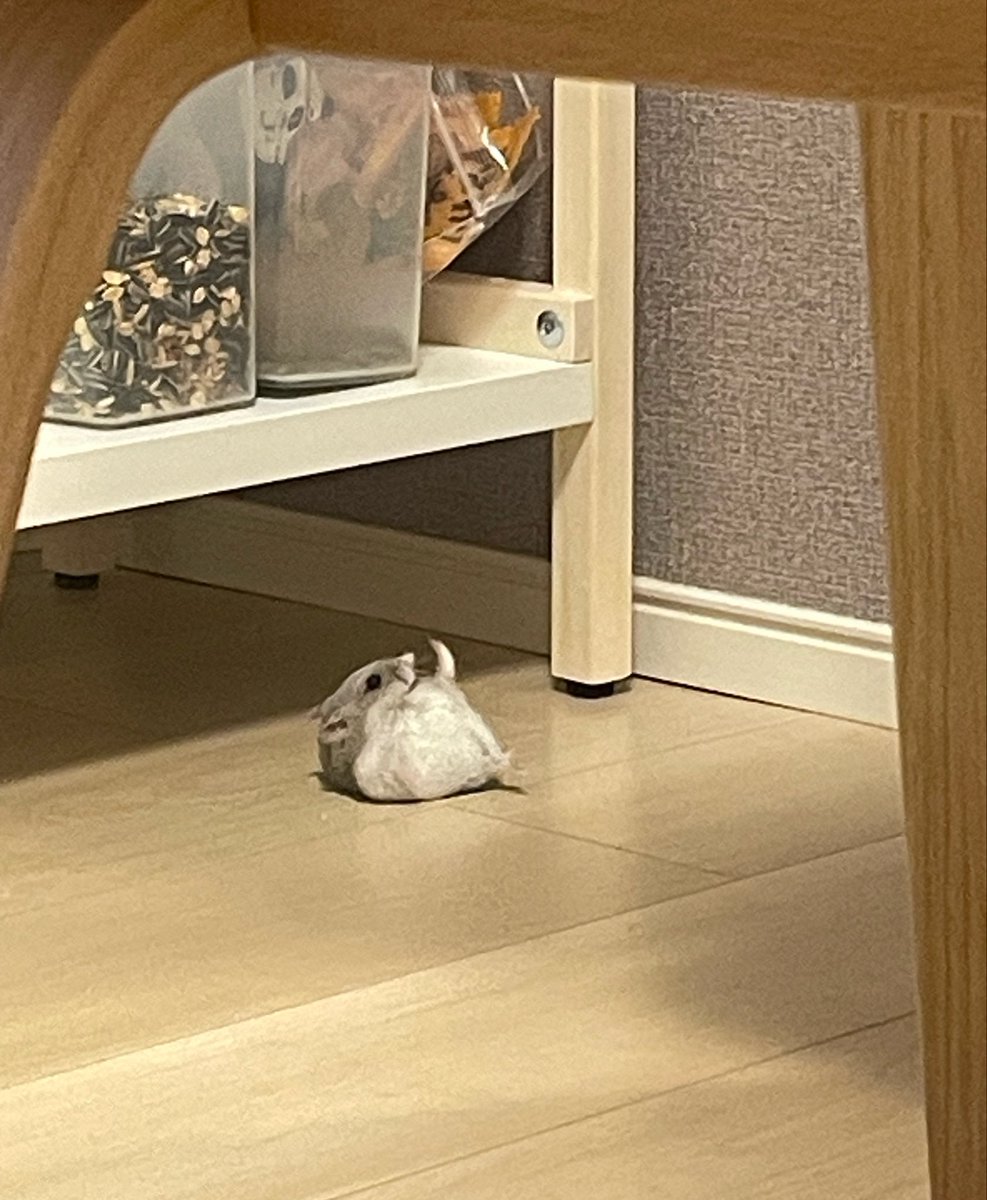ぽんぽて tweet media