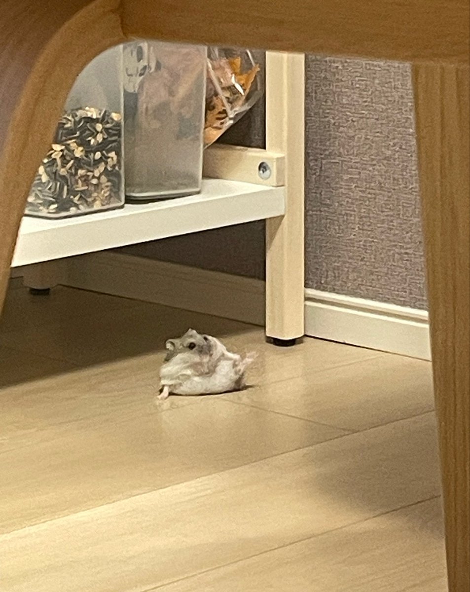ぽんぽて tweet media