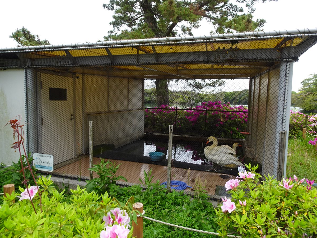 ずけもの tweet media