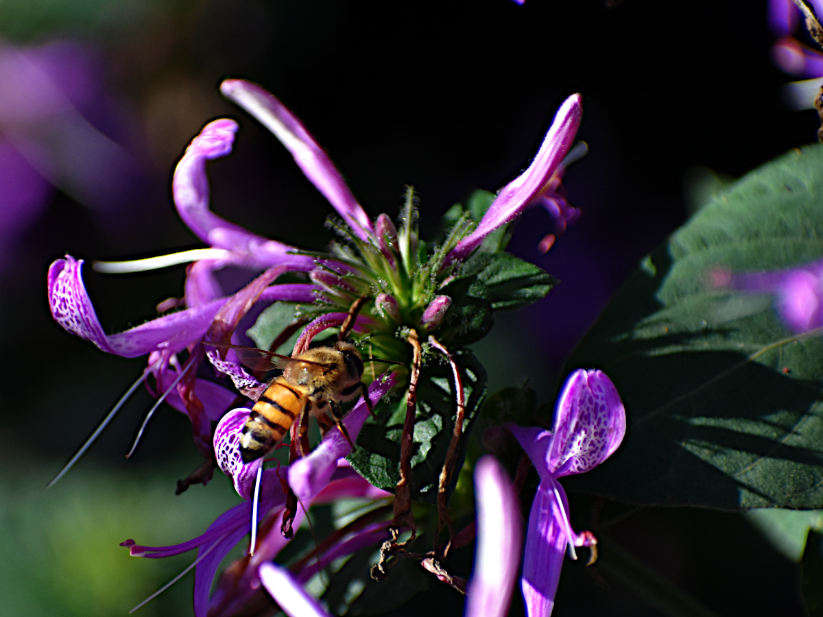 BrianvdSpuy's tweet image. In the garden...

#bees #insects