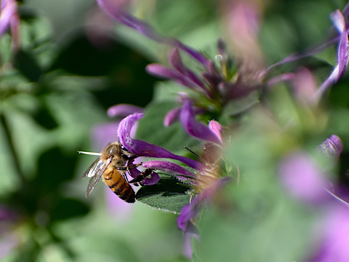 BrianvdSpuy's tweet image. In the garden...

#bees #insects