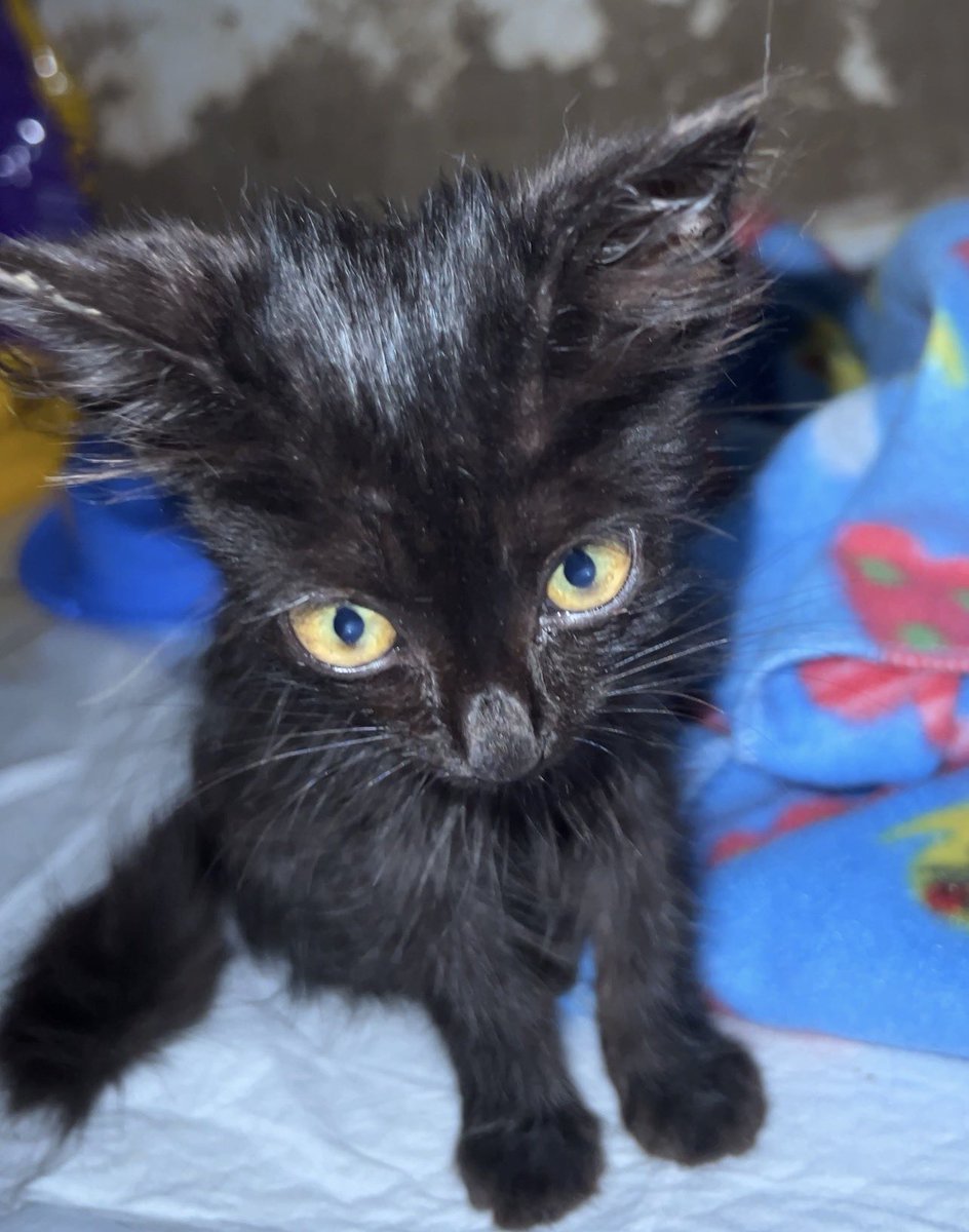 Gatinhos da Di 🐈 Abrigo Davi tweet media