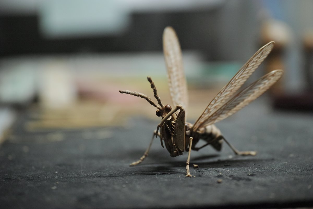 noriji_s's tweet photo. (u_u)
先週末は夏の展示に向けオオイクビカマキリモドキのブラッシュアアップを行なっていました。
今月からは新作の制作開始です。 https://t.co/ZoIulfbTnv