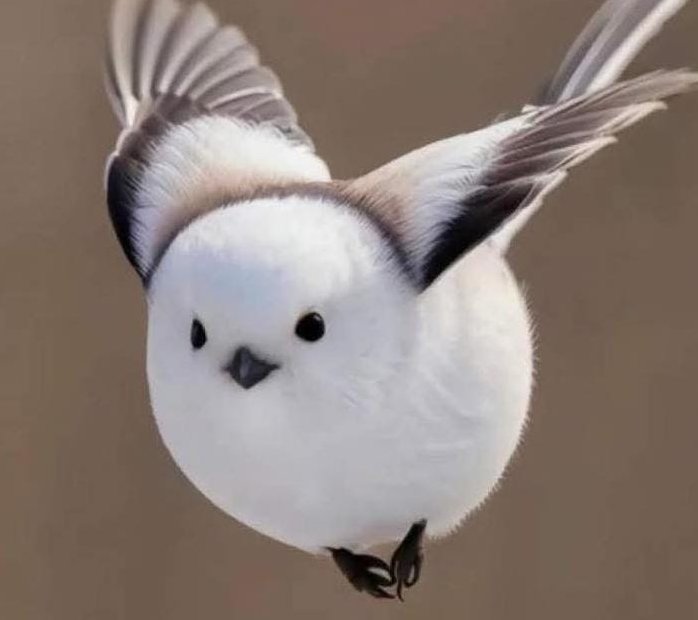 Amazing Nature tweet media