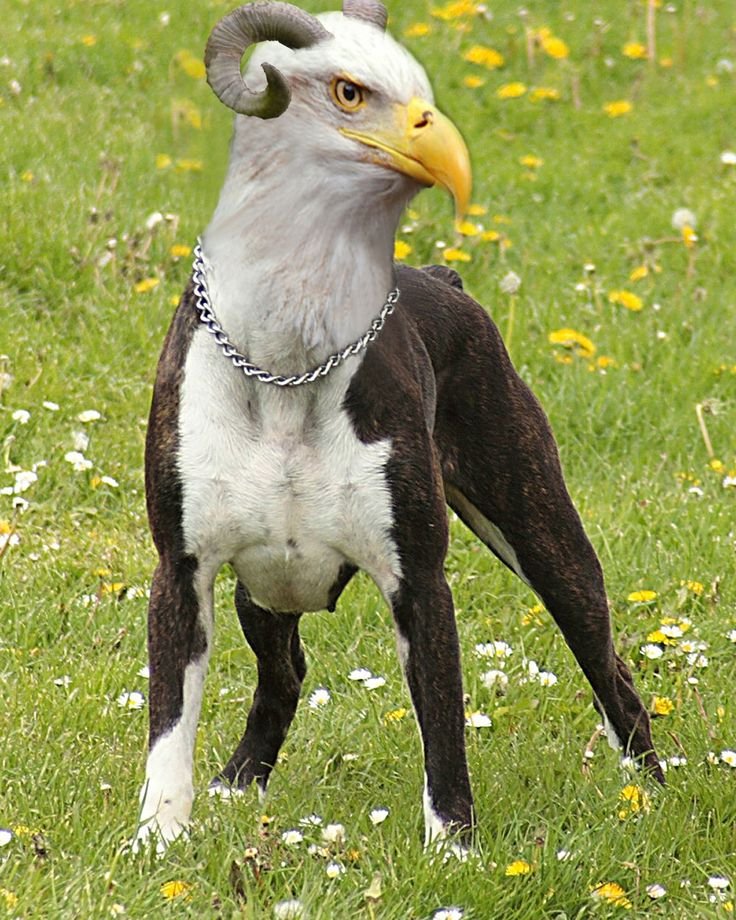 bald eagle tweet media