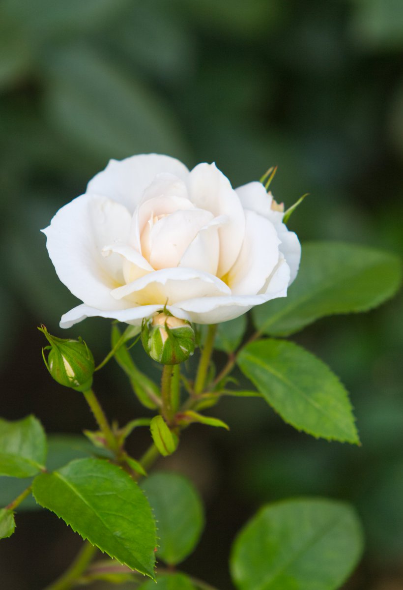 Run_fly_Smile's tweet image. If you want to understand yourself,
Then do not examine yourself.
Just love yourself more sincerely,
More soulfully
And more self-givingly 😊

Sri Chinmoy

#Self #Love #Sincerity #Rose #Chinmoy