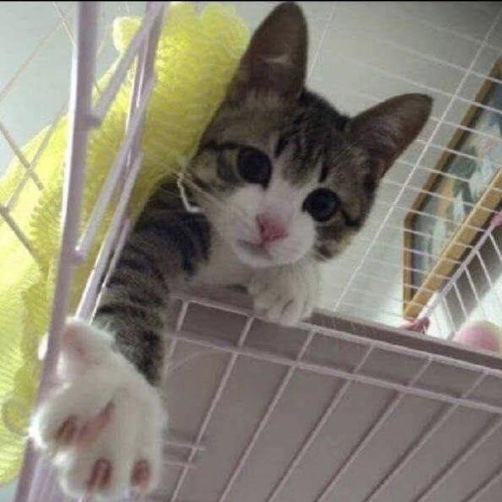 smol silly cat tweet media