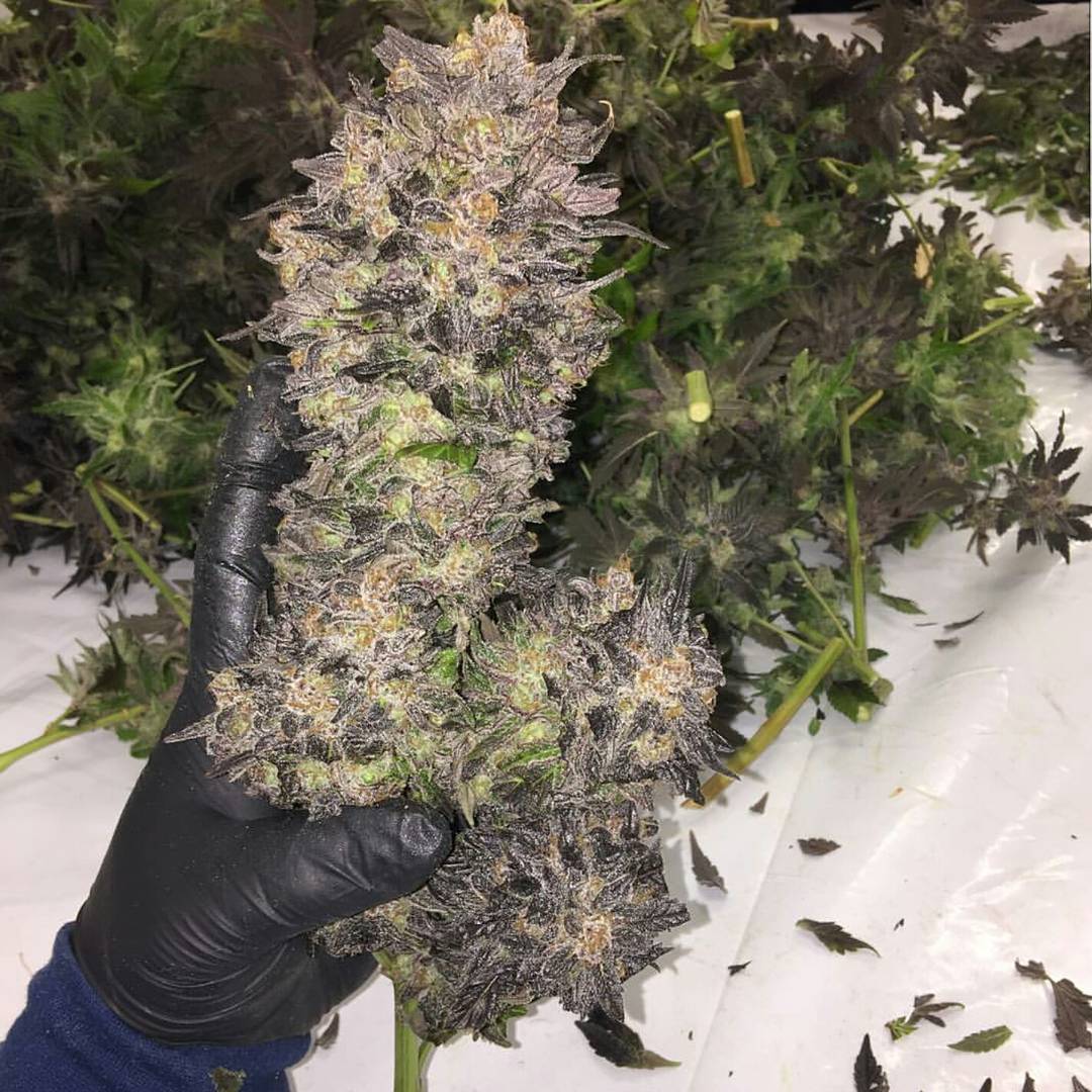 Jasontree15's tweet photo. I like big buds and I cannot lie! 🌲🌲🌲🤗😁 https://t.co/frpqpVHGgw