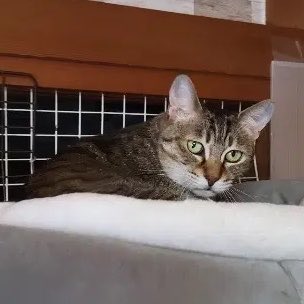 ネコノート【公式】保護猫支援サービス🐈 tweet media