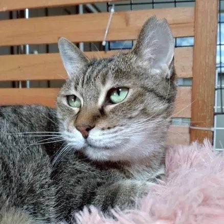 ネコノート【公式】保護猫支援サービス🐈 tweet media