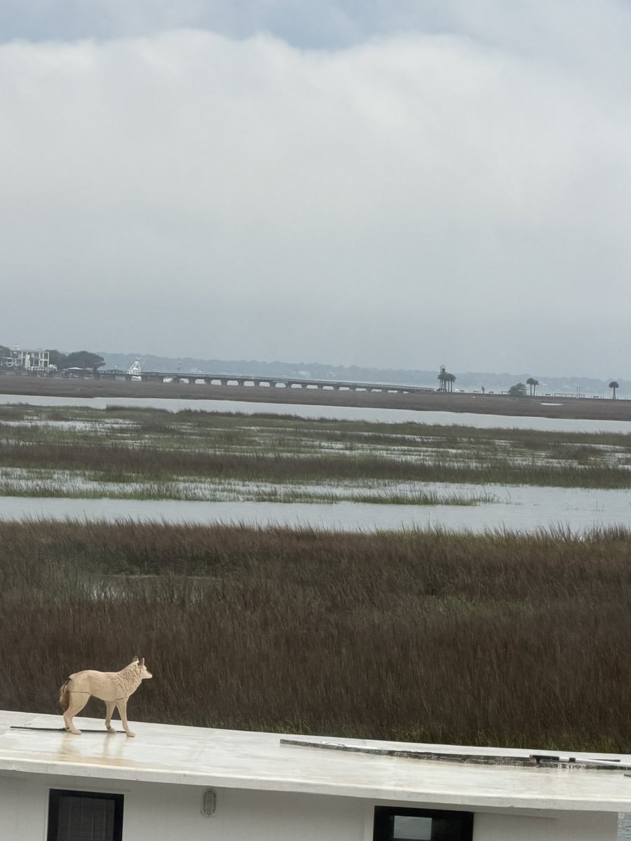 SetonTucker's tweet image. A coyote is spotted waiting for the Charleston Airshow on an unusually chilly and wet day. 

#blueangels #Charleston