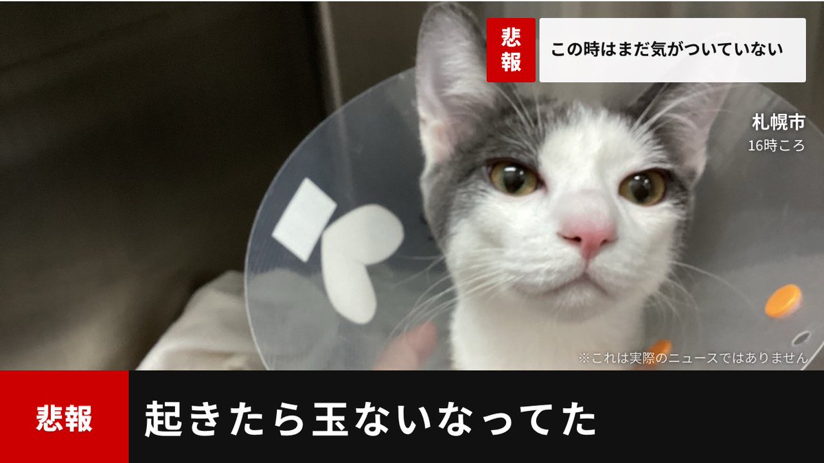 初樹 tweet media