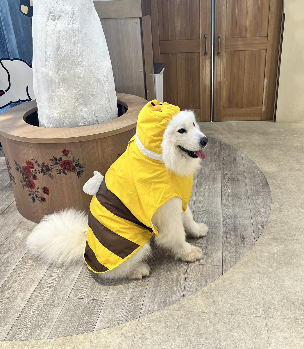 hamura_10's tweet photo. 心斎橋のサモエドカフェ幸せ空間すぎた  やっぱり田舎の犬カフェとは違うなと思いました https://t.co/gZ5SHZJpzW