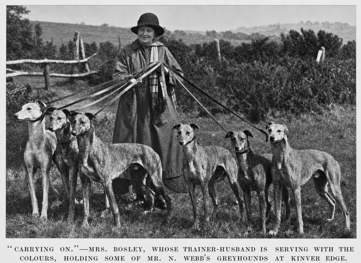 BlanningCharlie's tweet photo. Eleanor Bosley training greyhounds in 1917 while her husband George fought in the First World War. Full story click https://t.co/IYkHC7m6an #greyhounds #coursing #waterloocup https://t.co/XDF4qHa4r7