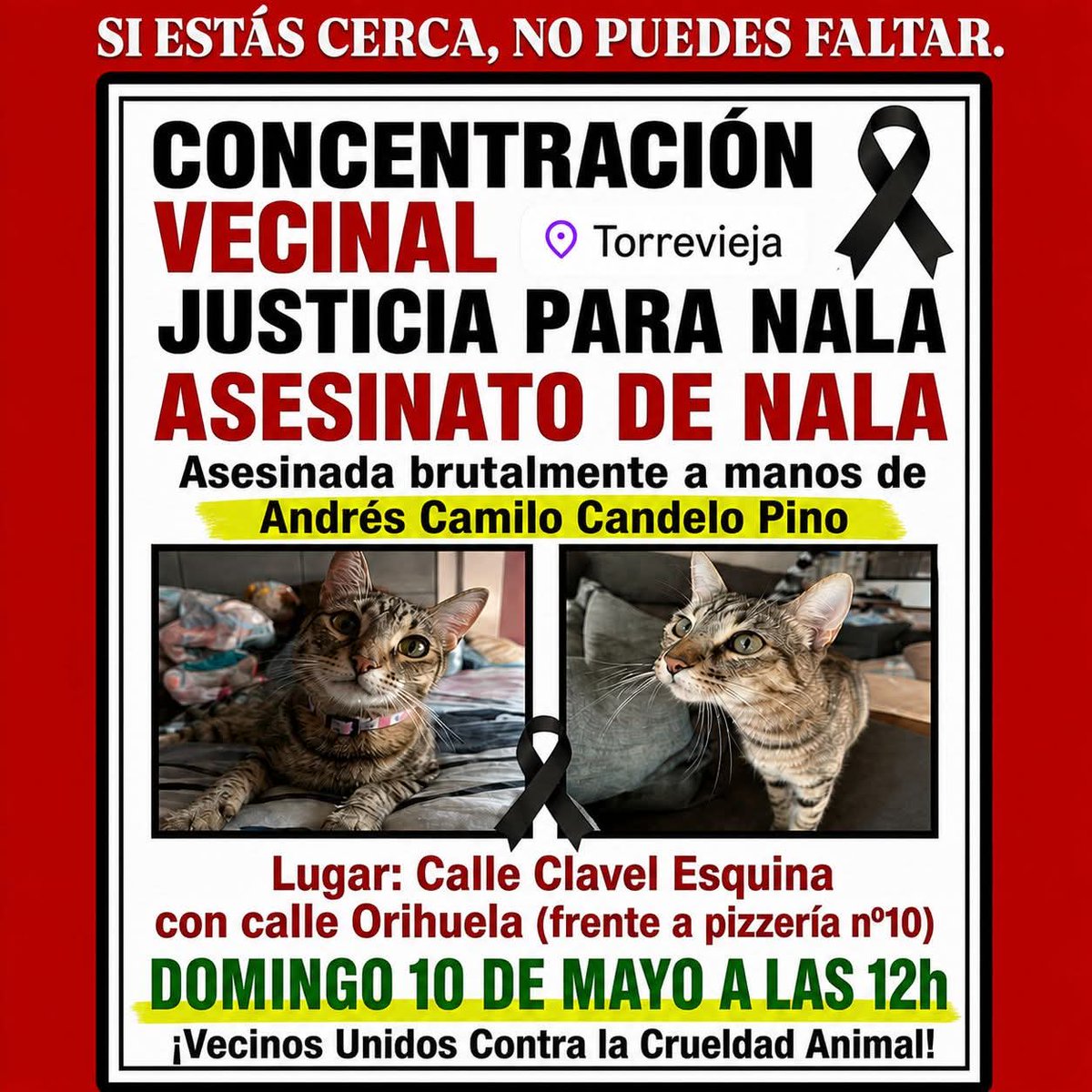AsociacionADAT's tweet photo. 🚨 JUSTICIA PARA NALA 🚨

Lo que le ocurrió a NALA no puede quedar en silencio.
Fue víctima de un acto de crueldad que nos rompe el alma y nos obliga a alzar la voz.
Este no es solo un caso más.
Es el reflejo de una realidad que debemos frenar unidos.

📍 Torrevieja se levanta... https://t.co/Qs7hhlWcmU