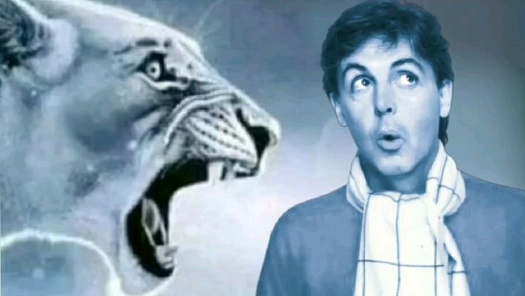 paul mccartney loiro tweet media