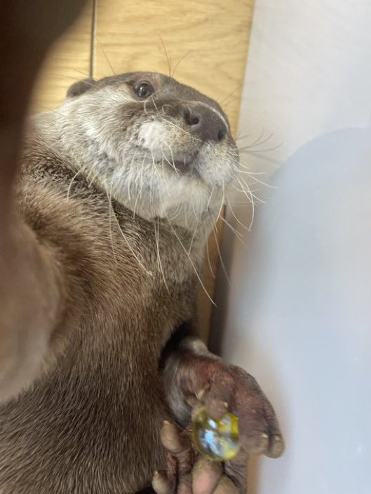 Otter tweet media