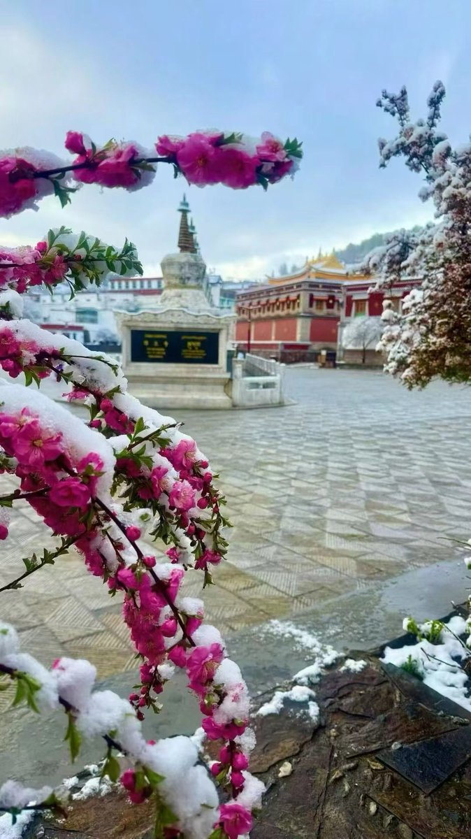 lhuboom's tweet photo. དེ་རིང་གི་སྐུ་འབུམ་བྱམས་པ་གླིང་།
Kumbum Today https://t.co/exqt2CIM8N