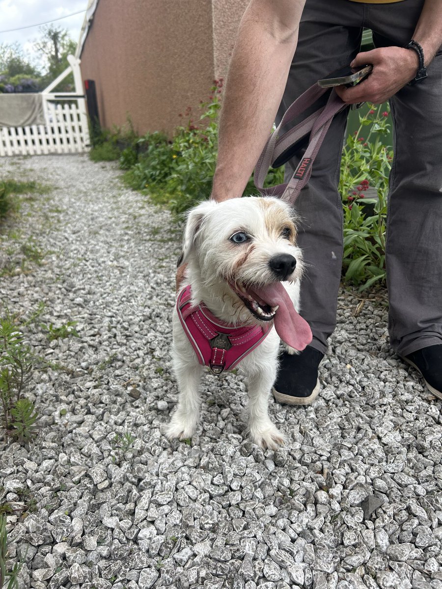 emilykatesy's tweet photo. Anyone lost a dog in @wrexham ??? https://t.co/ITu10QBzvN