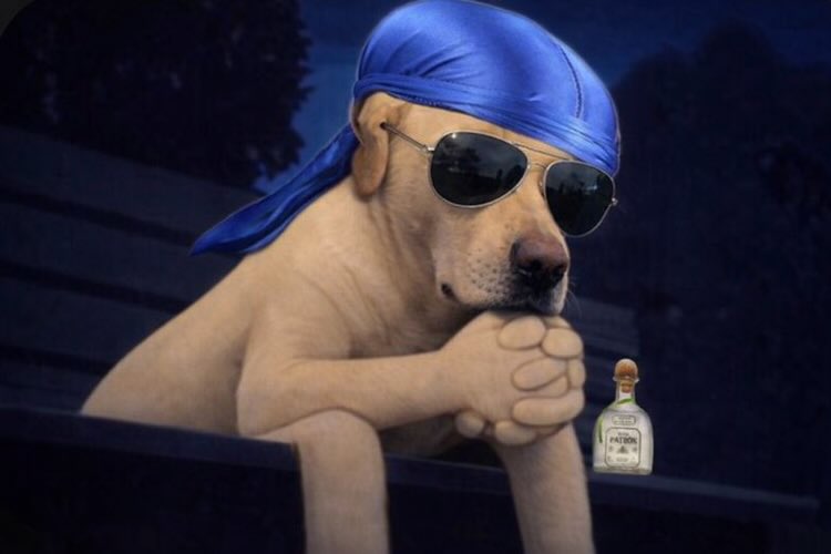 The Crypto Dog Meme Official tweet media