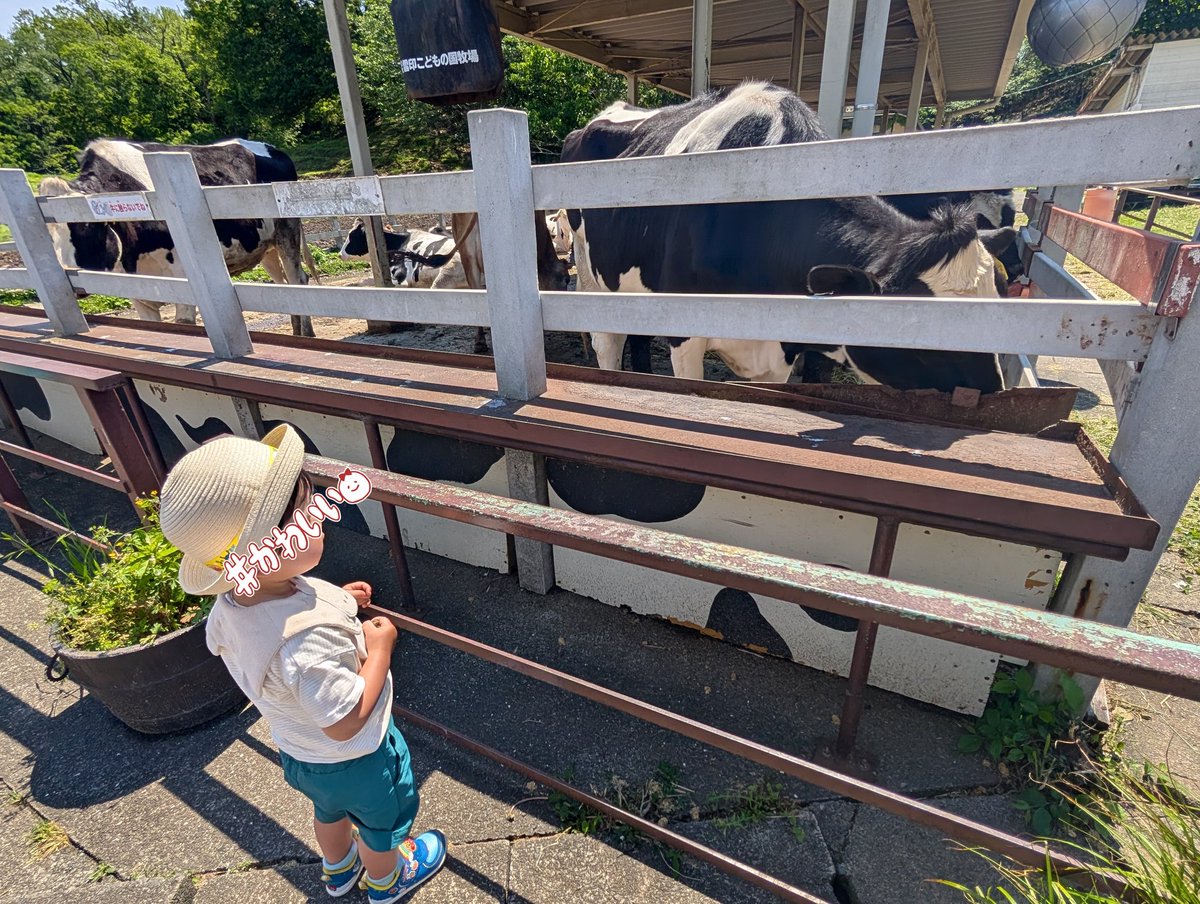 コシヒカリ tweet media
