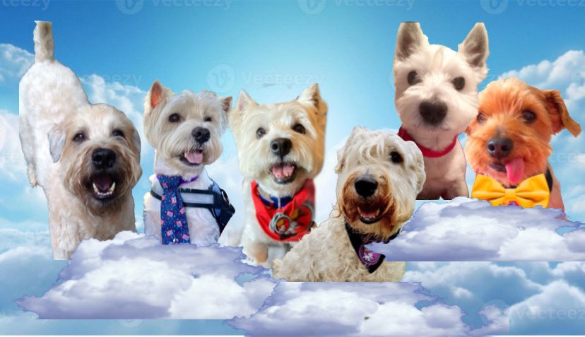 ZeroRice1012's tweet photo. @BraveWinston @MadSCWT @WestieBiscuit @Sprocket_Cool 🫡 #ZSHQ Feersumnezz in one frame 🖼️ RaaaAaaaa! https://t.co/kUiHAxYKsG