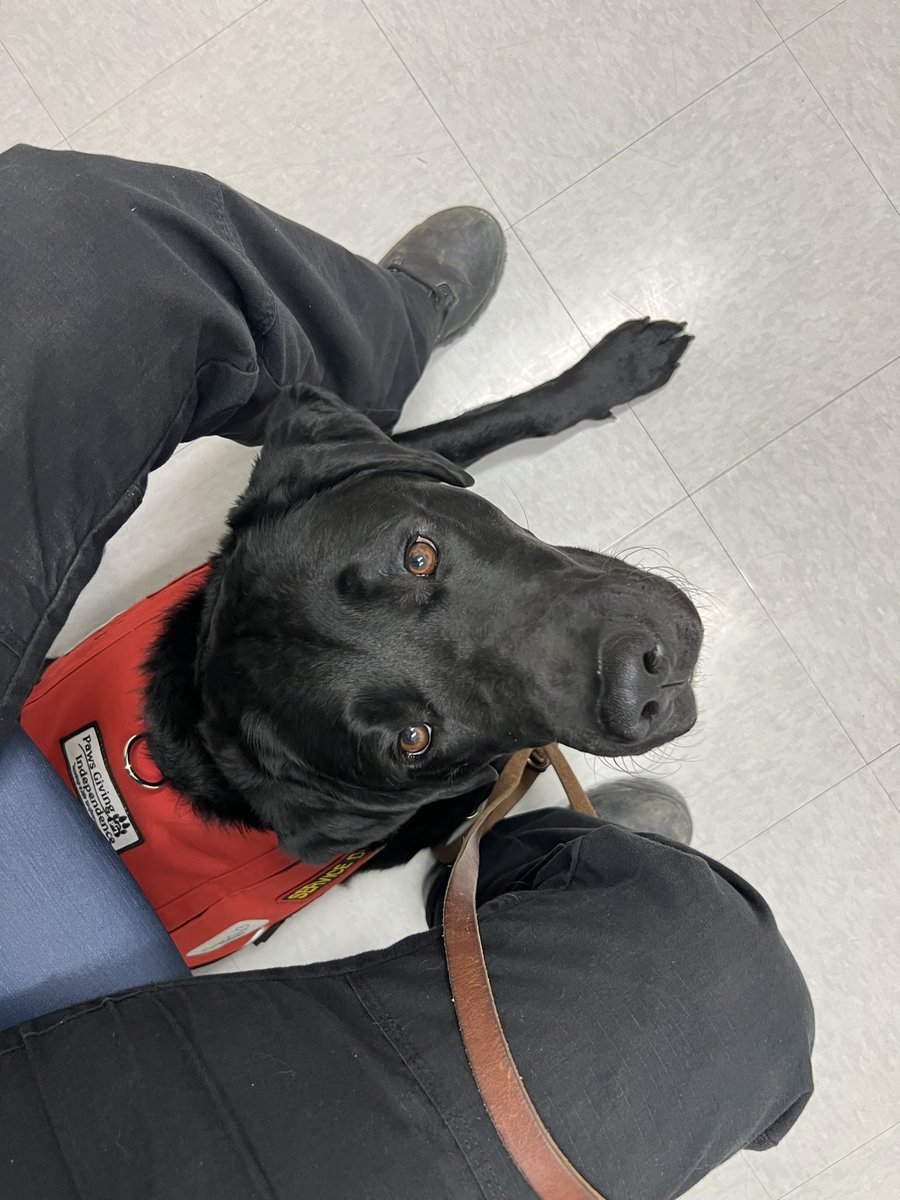 Sampson the Service Dog tweet media