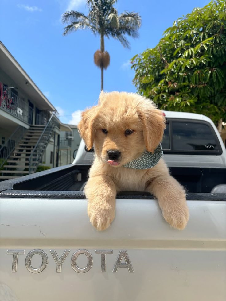 puppies_video's tweet photo. One day I will own this car " https://t.co/dhOcvlckBx