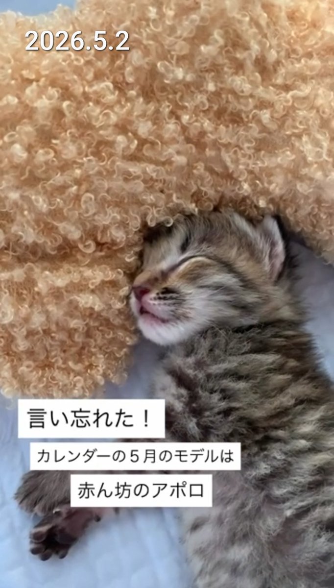 しらす tweet media